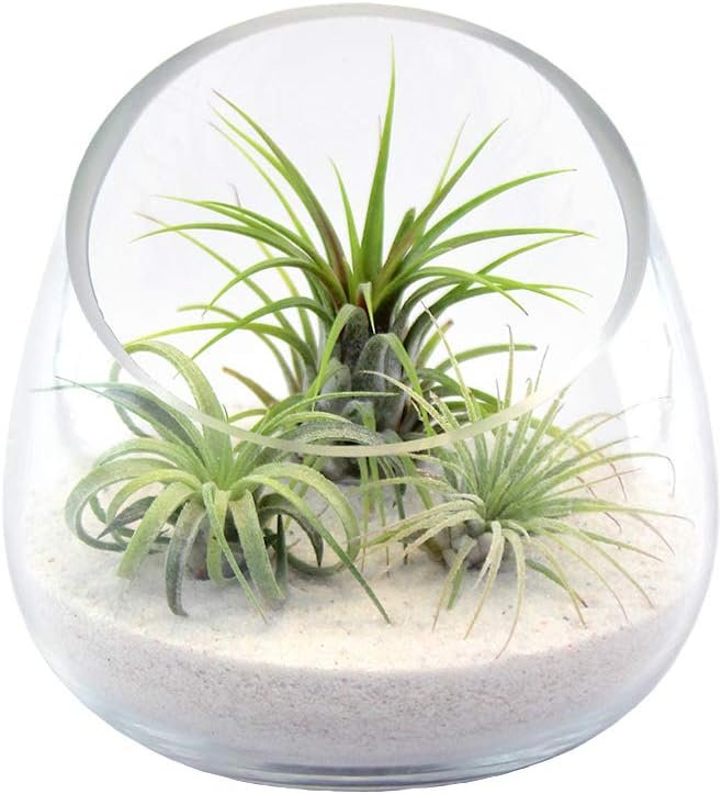 5 Inch Thick Slanted Glass Bowl Terrarium DIY Kit with White Sand and 3 Live Tillandsia Ionantha Air Plants - Indoor House Plants for Home and Office Decor