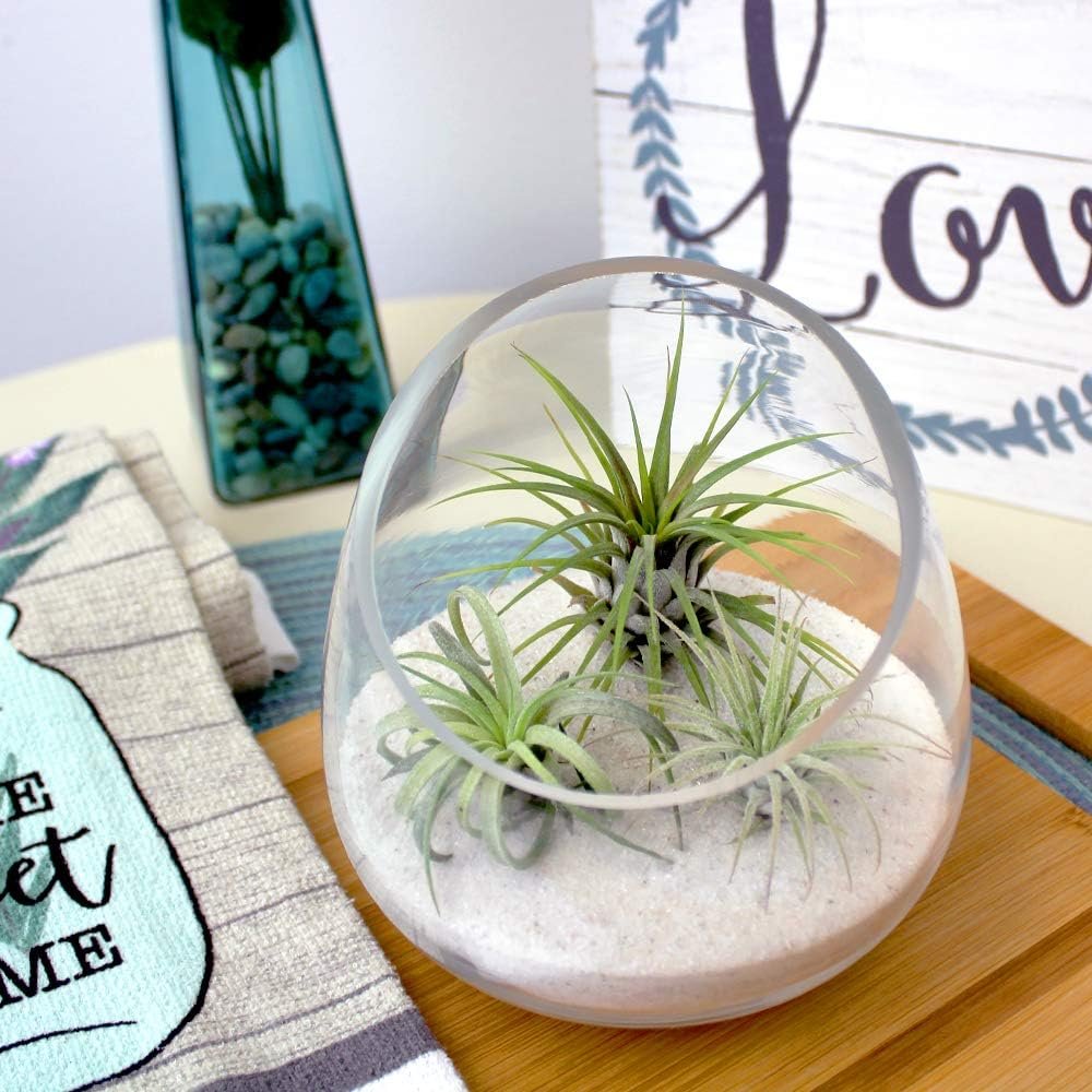 5 Inch Thick Slanted Glass Bowl Terrarium DIY Kit with White Sand and 3 Live Tillandsia Ionantha Air Plants - Indoor House Plants for Home and Office Decor