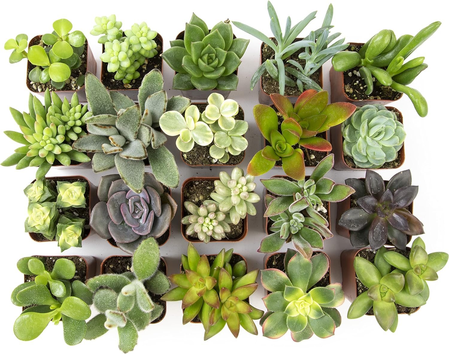 Altman Plants Shop Succulents | Unique Live Plants, Hand Selected Variety Pack of Mini Succulents | Collection of 12