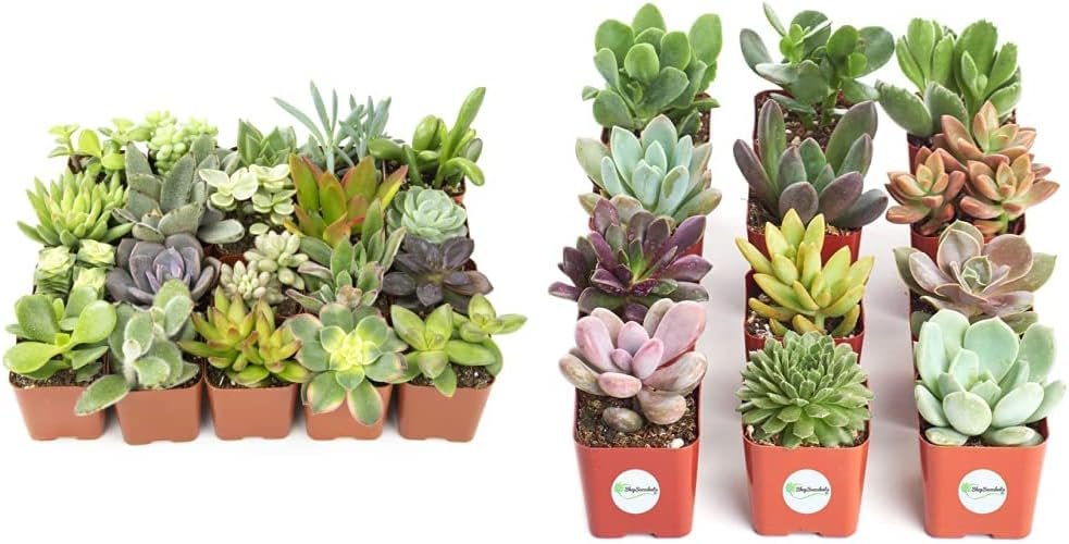 Altman Plants Shop Succulents | Unique Live Plants, Hand Selected Variety Pack of Mini Succulents | Collection of 12