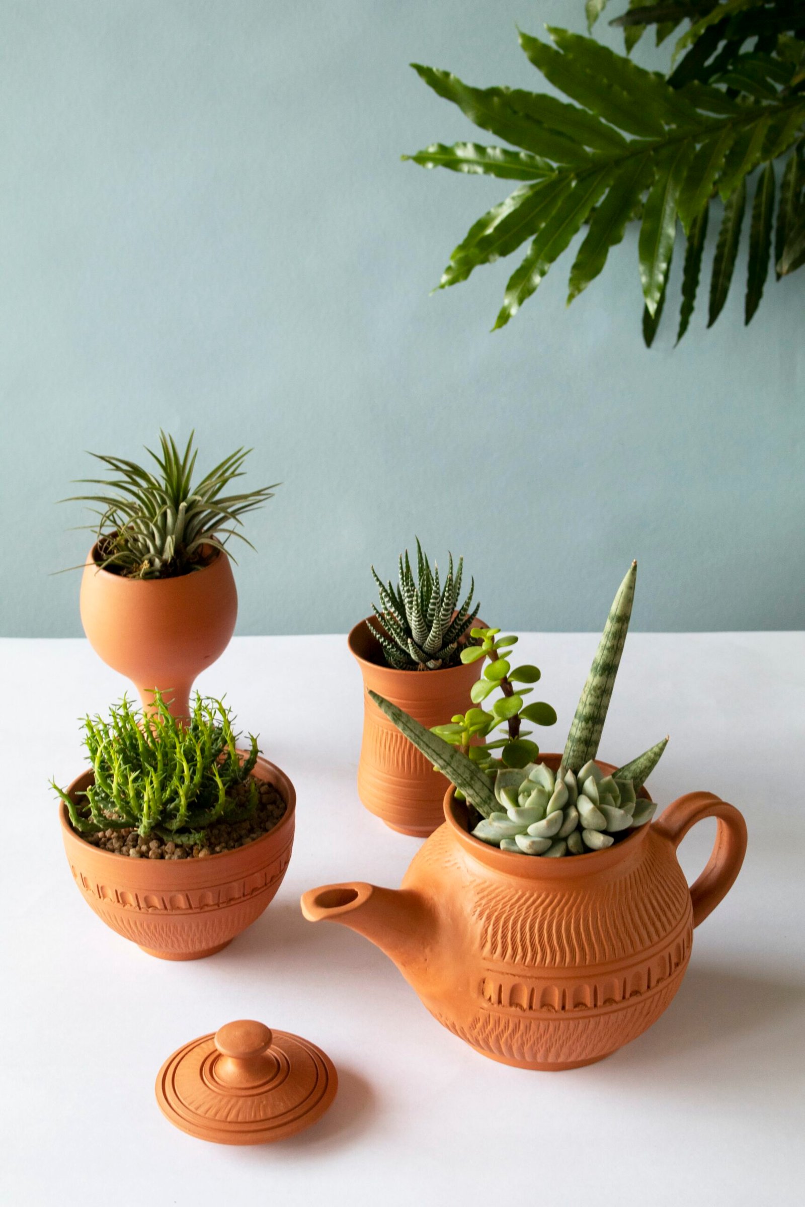 Can I Grow Succulents In A Terracotta Pot?