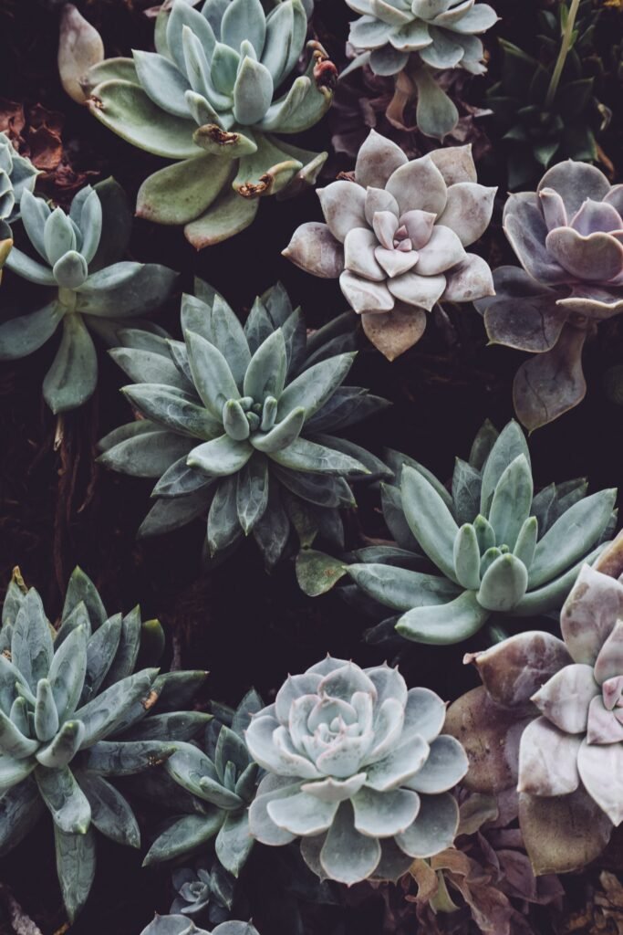 Can I Plant Succulents In An Area With High Foot Traffic?