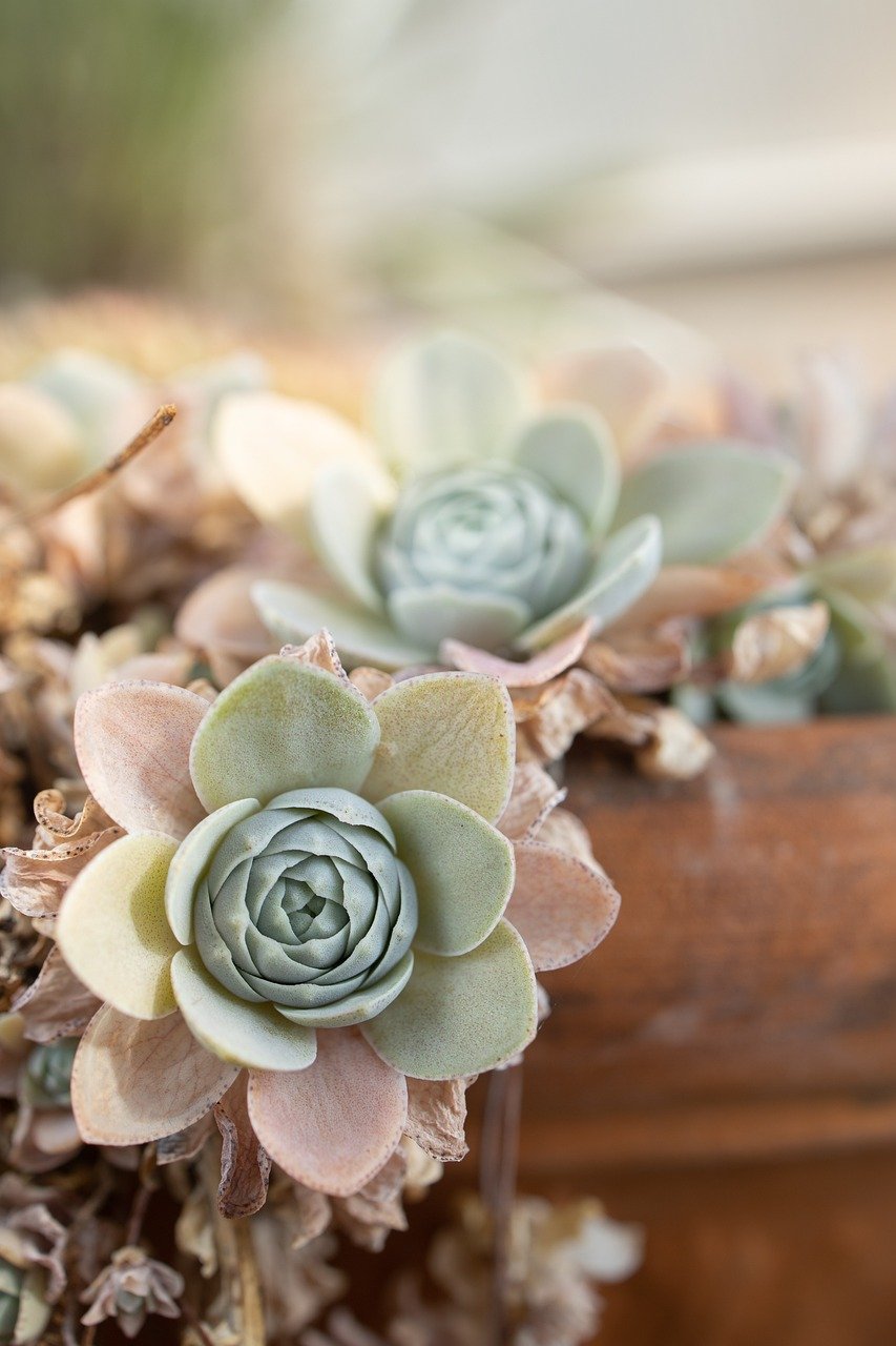 Can I Use Ice Cubes To Water My Succulents?