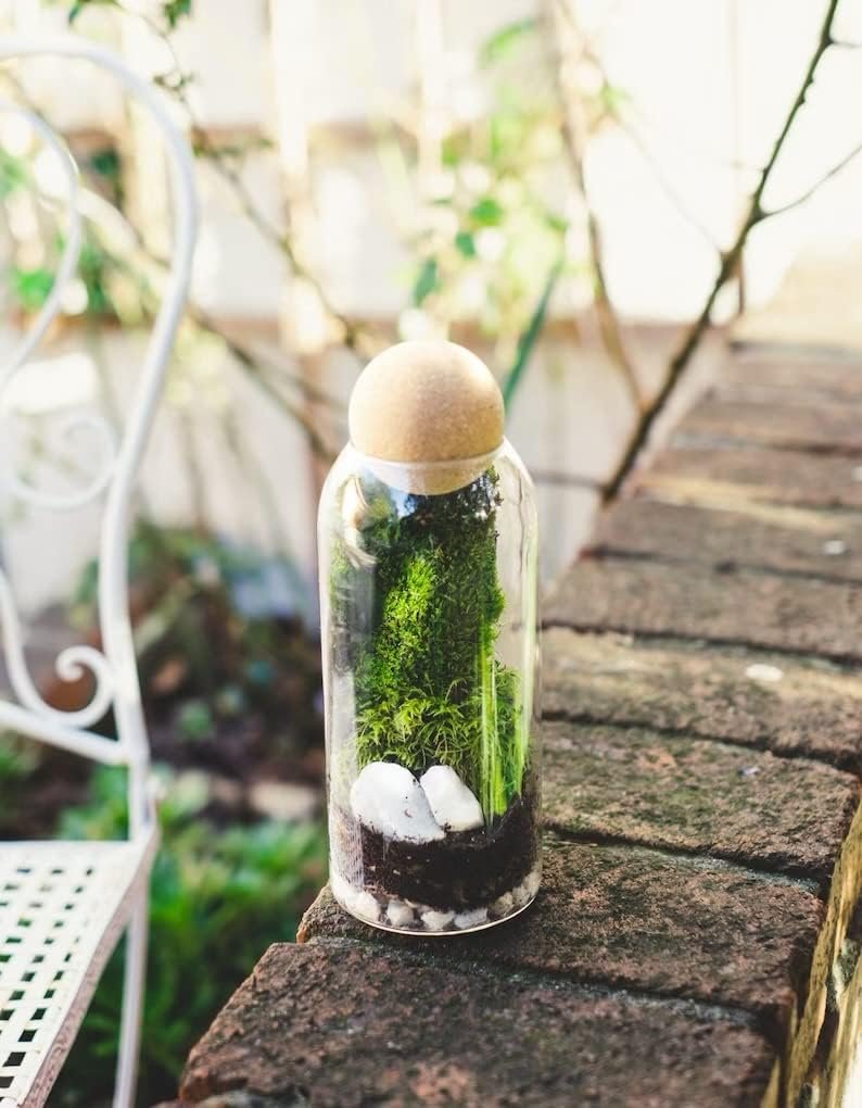 DIY Terrarium Kit with Live Moss Plant and 9 Glass Bottle Jar Container Planter | Closed Moss Terrarium with Lid (Ball Cork) | Full Set Indoor Garden Make Your Own Terrarium