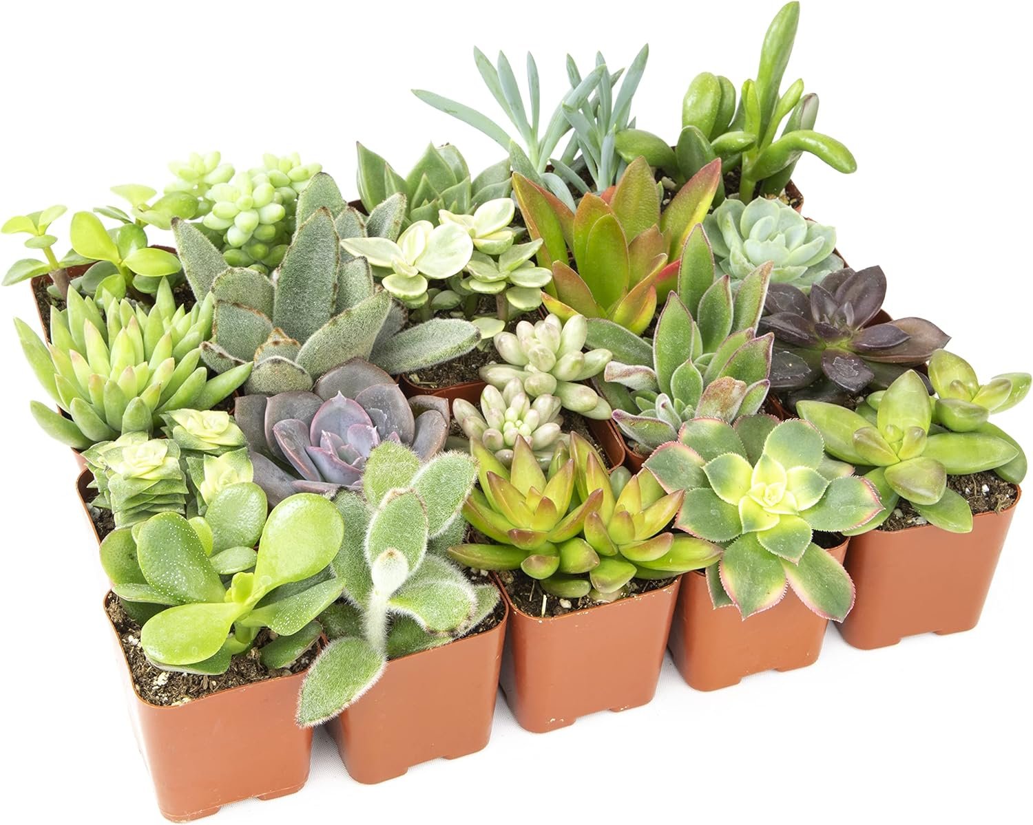 Easy to Grow Houseplants (12 Pack) Live House Plants in Plant Containers Altman Plants, Live Succulent Plants (20 Pack) Assorted Potted Succulents Plants Live House Plants
