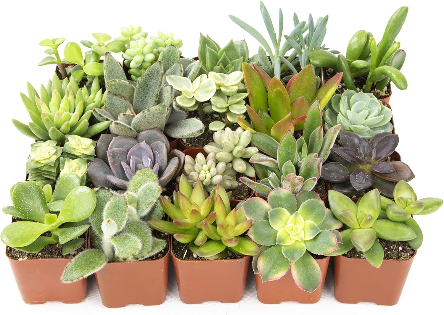 Easy to Grow Houseplants (12 Pack) Live House Plants in Plant Containers Altman Plants, Live Succulent Plants (20 Pack) Assorted Potted Succulents Plants Live House Plants