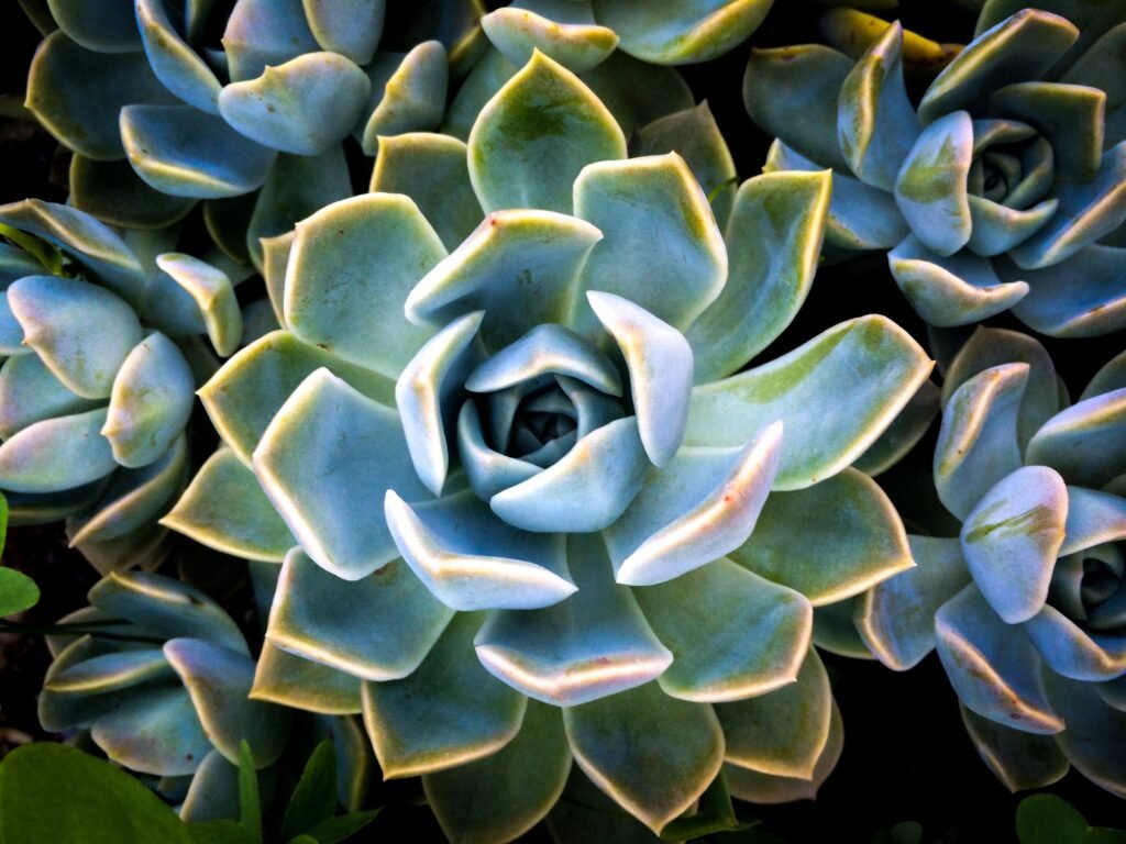How Can I Create A Succulent Wall Art Piece?