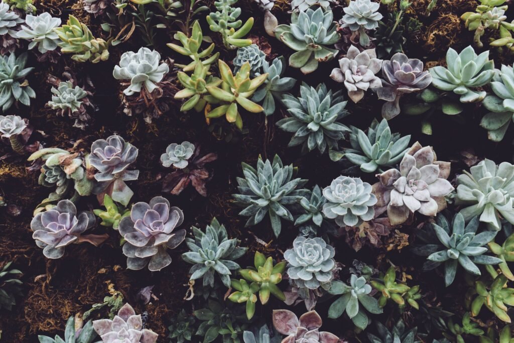 How Do I Care For A Succulent Gift Bouquet After The Event?