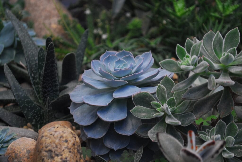 How Do I Care For A Succulent Gift Bouquet After The Event?