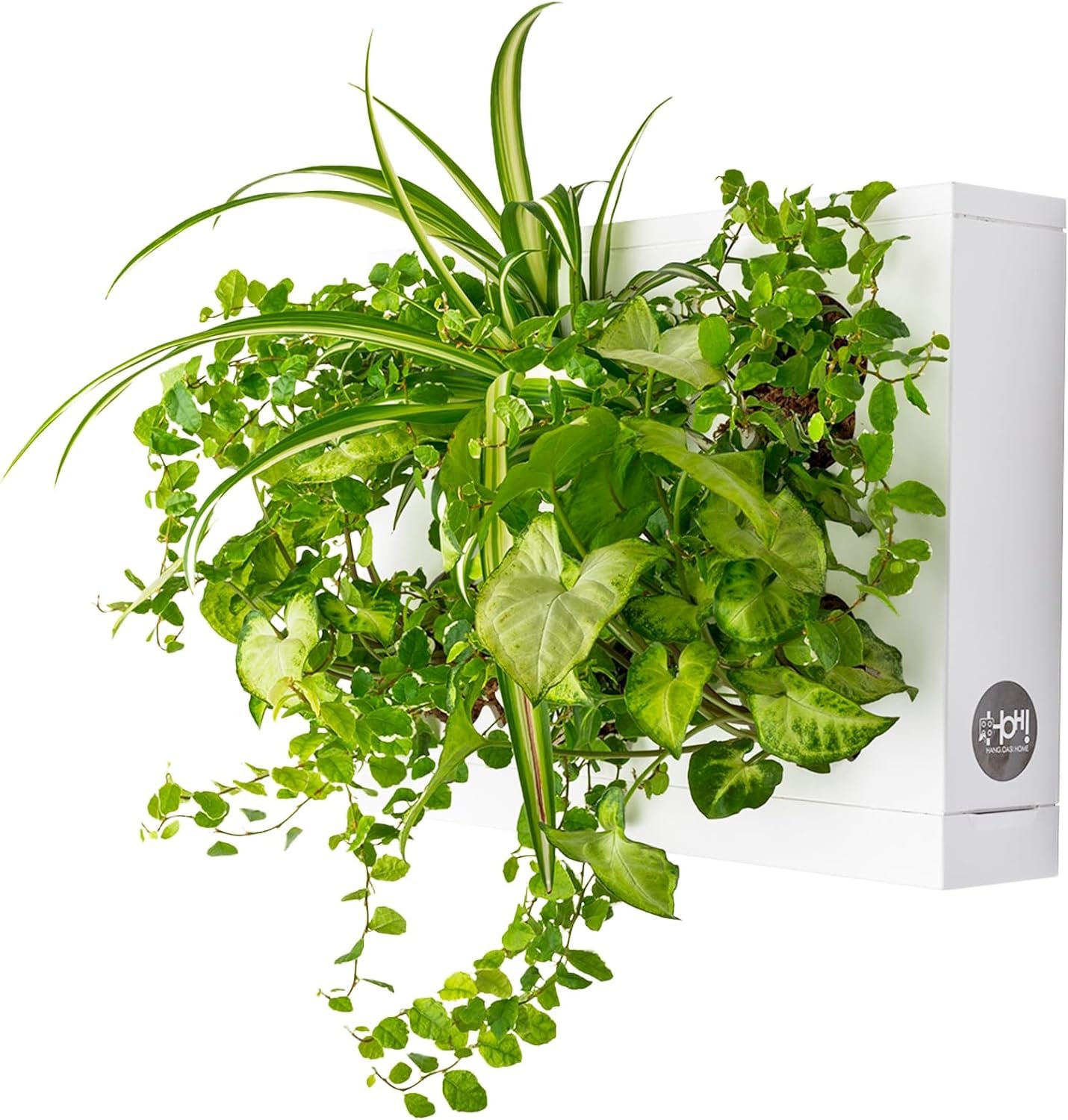 Ortis Green Hang.Oasi.Home - Indoor Vertical Garden, Contains 1 White Planter Unit, Design Your Own Living Wall With Vertical Gardening Planters, Use Indoors, Holds 6 Plants