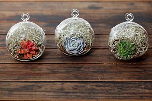 Succulent Planter Terrarium Trio Kit: Echeveria, Sempervivum, Red Graptosedum, and Spanish Moss