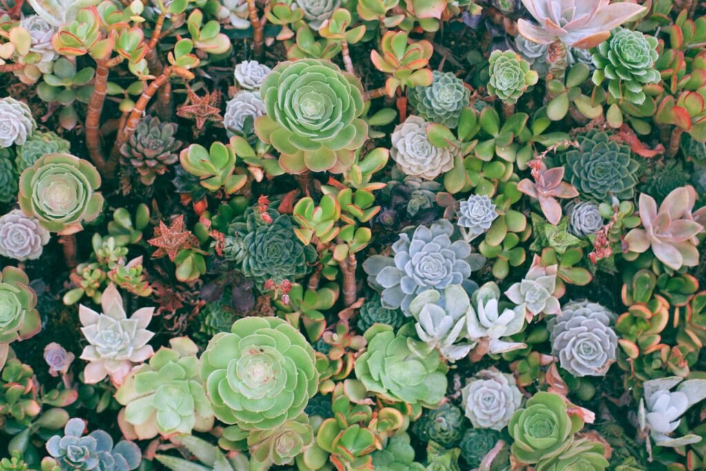 Succulents, the Essence of Sustainability