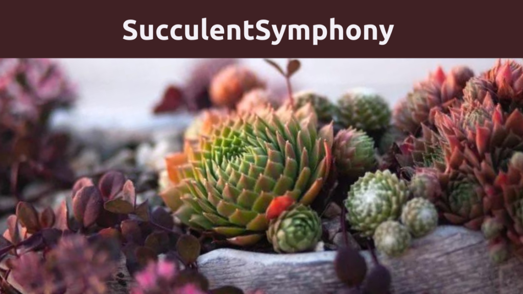 The Wonderful World of Succulents