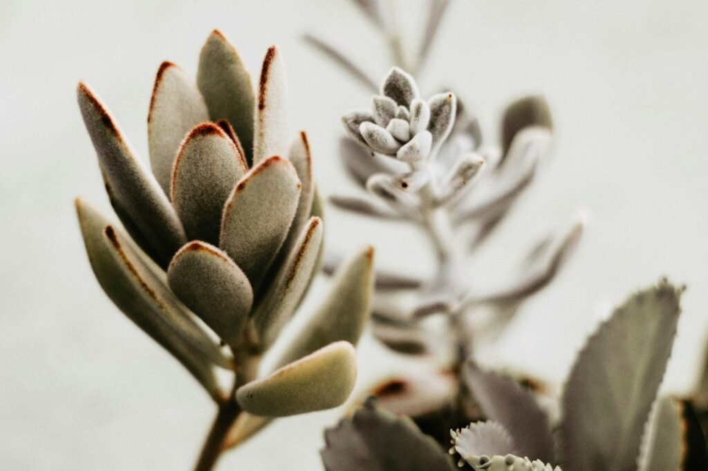 Why Do Some Succulents Have Fuzzy Leaves?