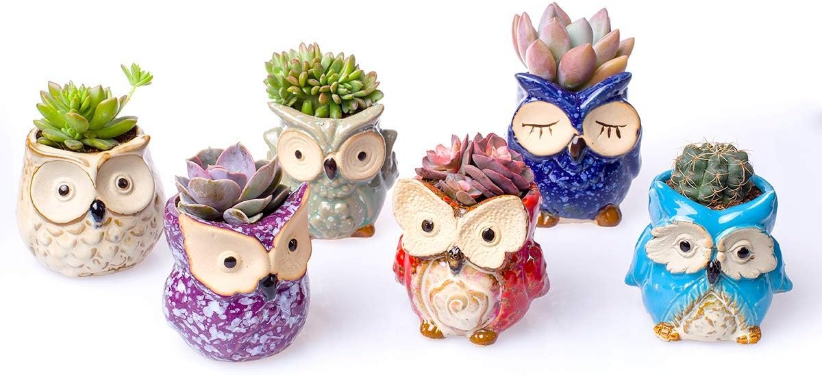 Claywa Ceramic Owl Succulent Pots Review