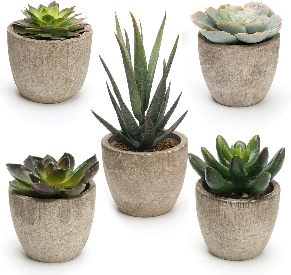 Coitak Artificial Succulent Plants Potted, Assorted Decorative Faux Succulent Potted Fake Cactus Cacti Plants with Pots, Set of 5