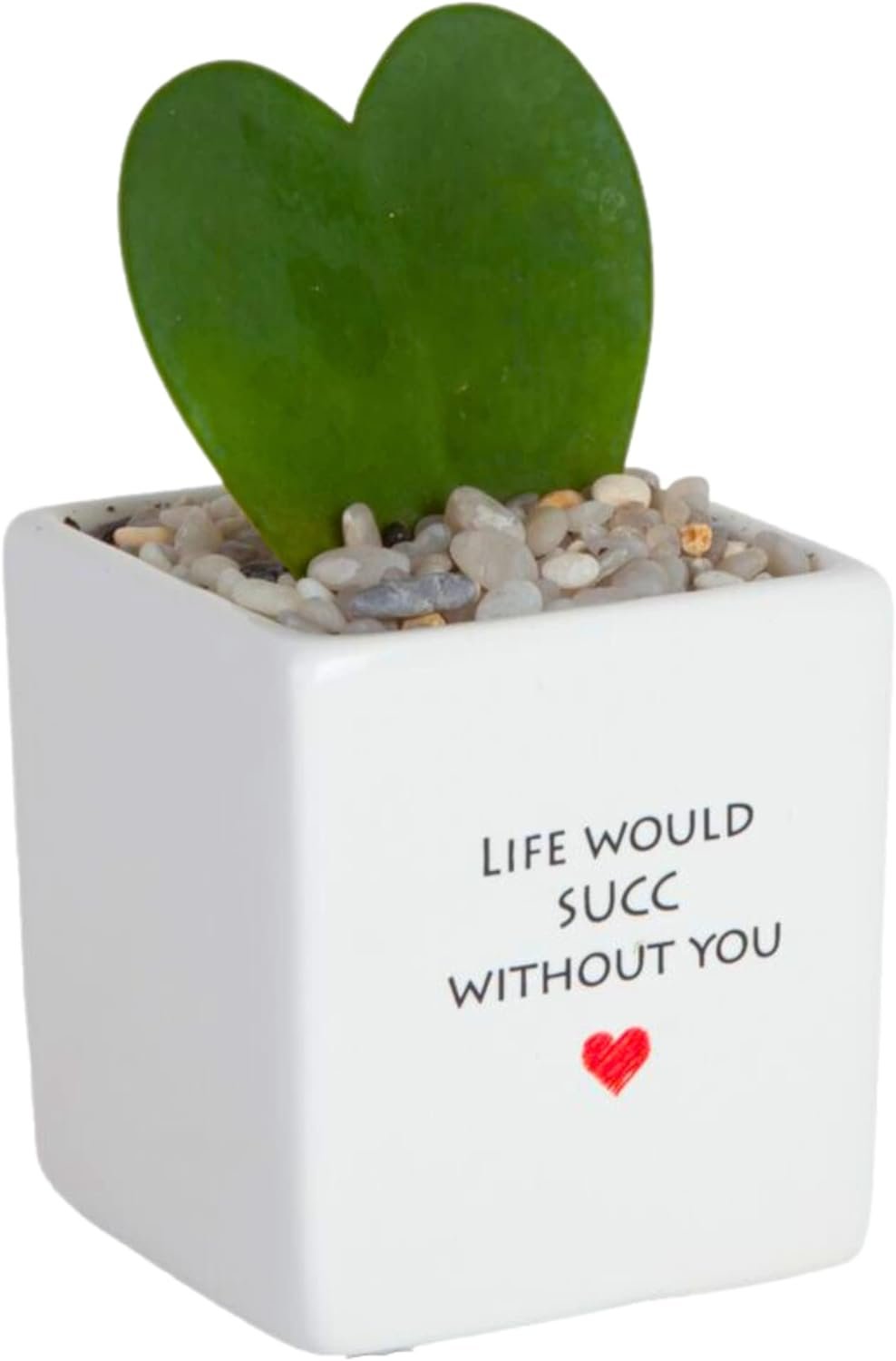 Costa Farms Mini Succulent Live Indoor Plant, Easy to Grow Echeveria Succulent Houseplant in Cute Decor Plant Pot, Valentines Day Gift, Tabletop Succulents Office or Room Decor, 4-5 Inches Tall