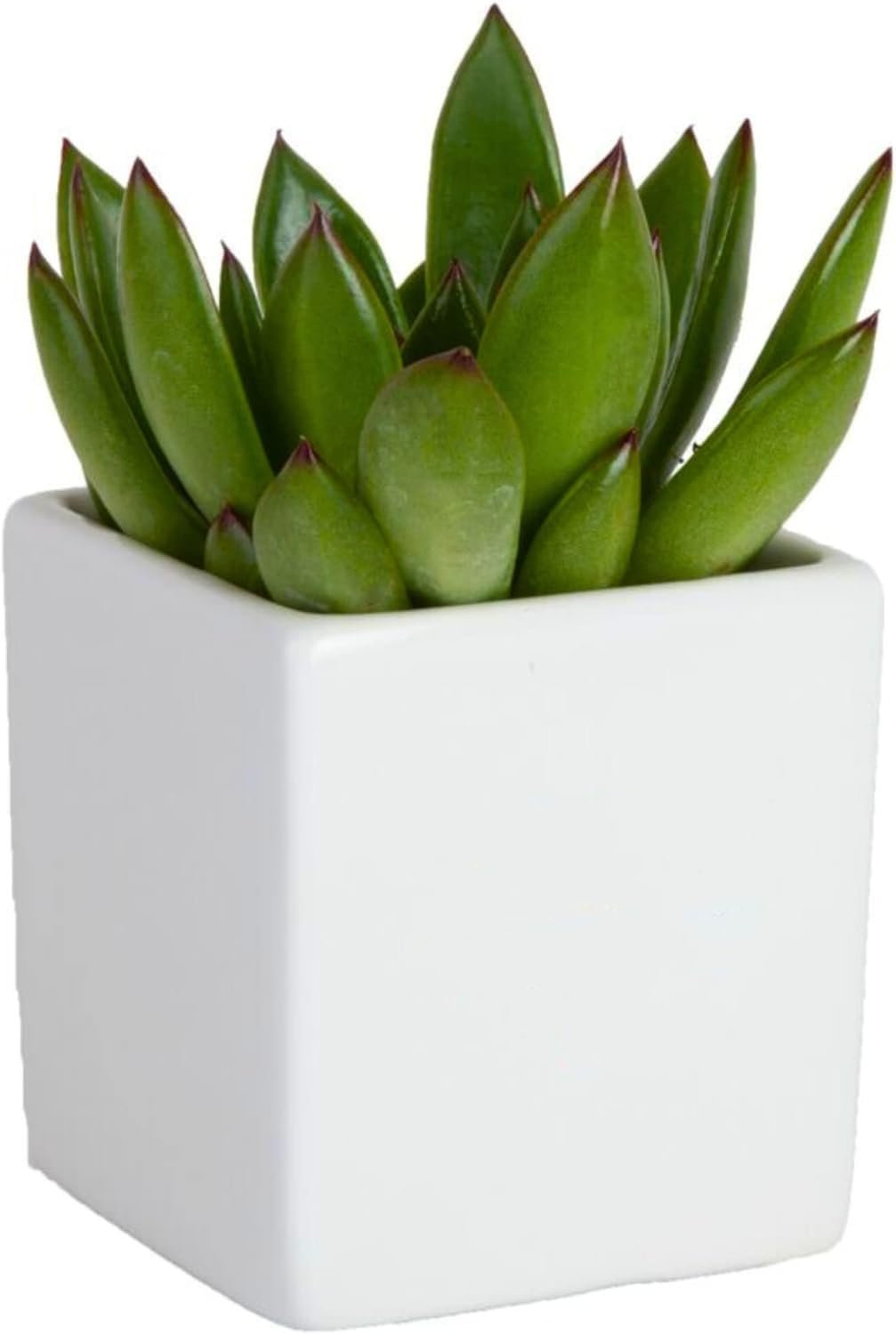 Costa Farms Mini Succulent Live Indoor Plant, Easy to Grow Echeveria Succulent Houseplant in Cute Decor Plant Pot, Valentines Day Gift, Tabletop Succulents Office or Room Decor, 4-5 Inches Tall