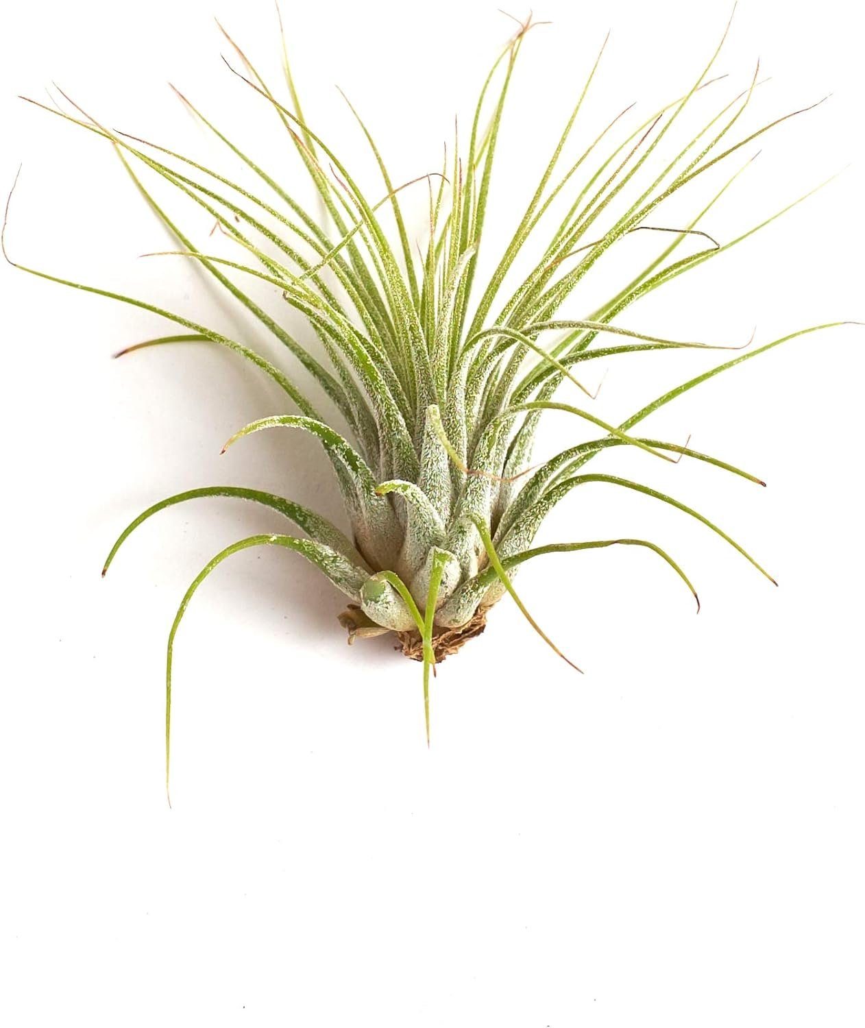 Shop Succulents | Assorted Collection of Tropical Tillandsia Air Plant Kit, Hand Selected Variety Pack | Collection of 24
