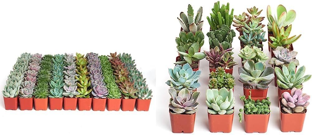 Shop Succulents | Radiant Rosette Collection of Live Succulent Plants, 32-Pack  Unique Collection | Assortment of Hand Selected, Fully Rooted Live Indoor Succulent Plants, 20-Pack C