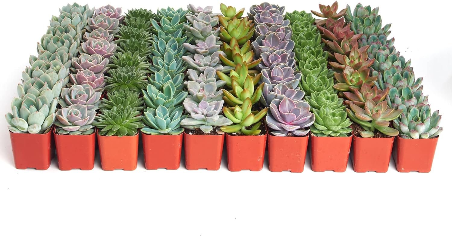 Shop Succulents | Radiant Rosette Collection of Live Succulent Plants, 32-Pack  Unique Collection | Assortment of Hand Selected, Fully Rooted Live Indoor Succulent Plants, 20-Pack C