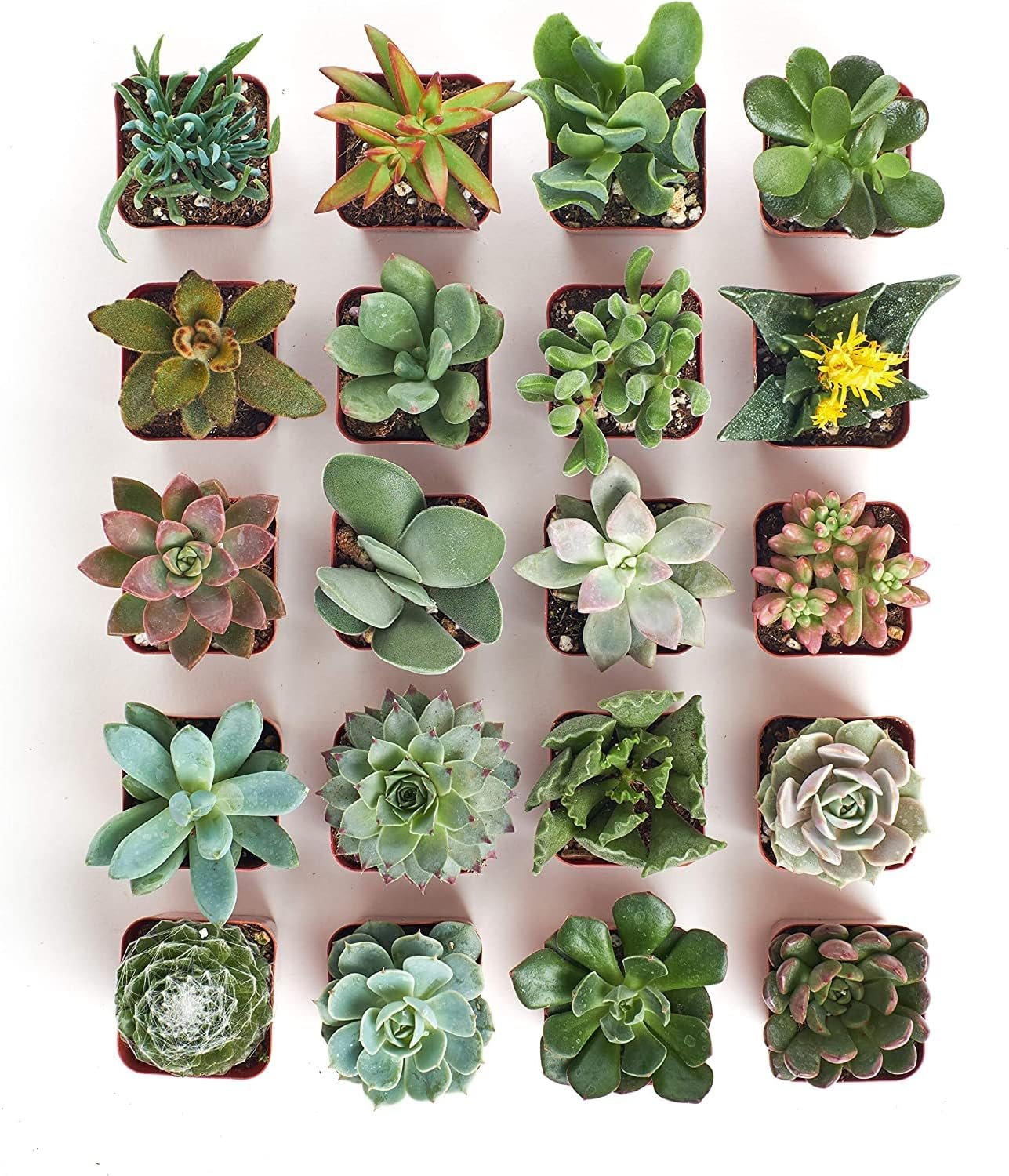 Shop Succulents | Radiant Rosette Collection of Live Succulent Plants, 32-Pack  Unique Collection | Assortment of Hand Selected, Fully Rooted Live Indoor Succulent Plants, 20-Pack C