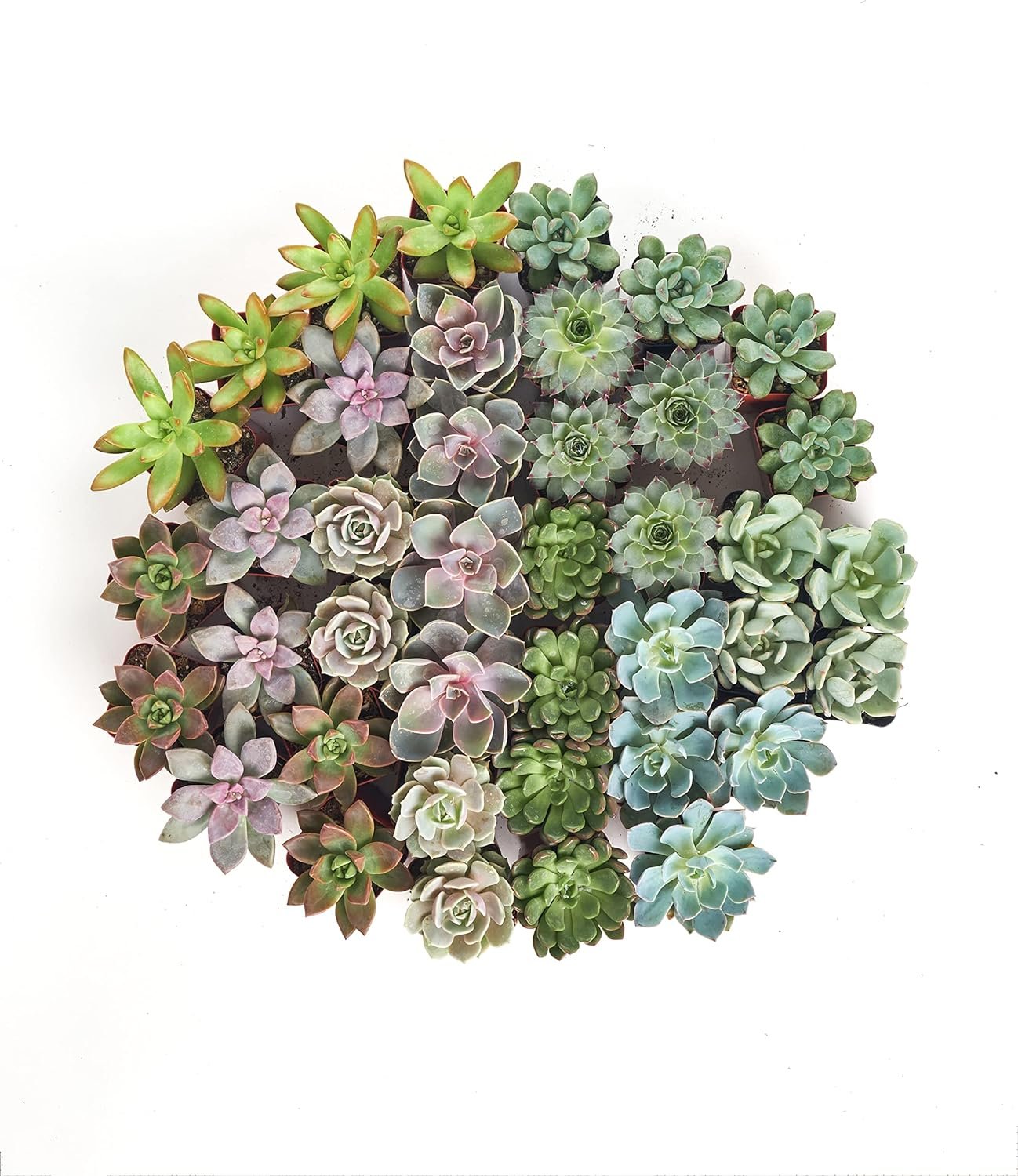 Shop Succulents | Radiant Rosette Collection of Live Succulent Plants, 32-Pack  Unique Collection | Assortment of Hand Selected, Fully Rooted Live Indoor Succulent Plants, 20-Pack C